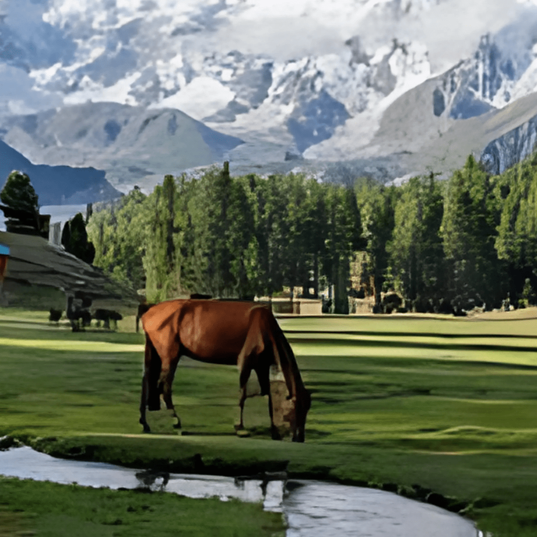 5 Days Fairy Meadows Gilgit Baltistan